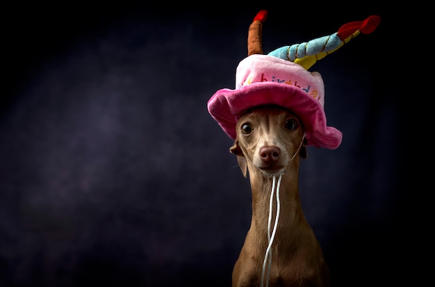 Portrait of little italian greyhound dog with happy Birthday hat