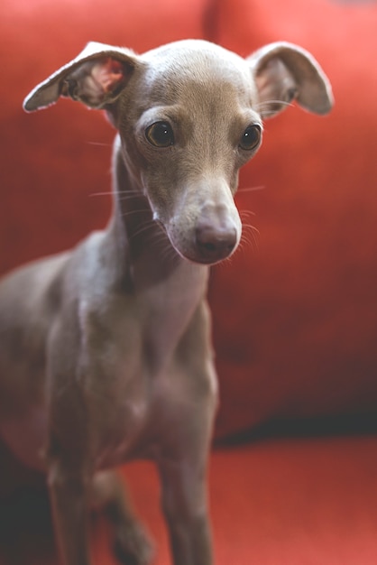 Portrait of little italian greyhound dog