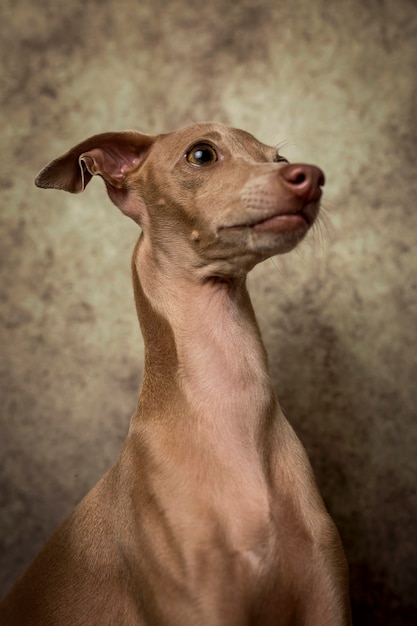 Portrait of little italian greyhound dog