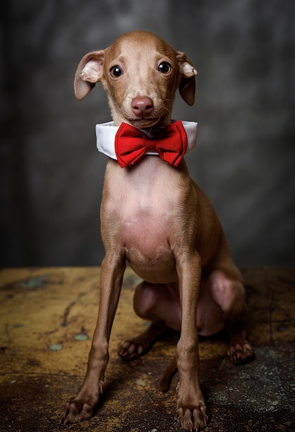 Portrait of little italian greyhound