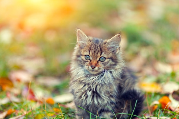 Portrait of little kitten on the grass with fallen leaves in autumn