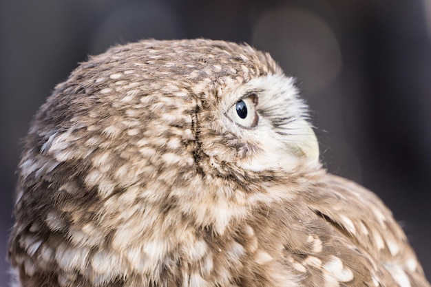 The portrait of a little owl athene noctua