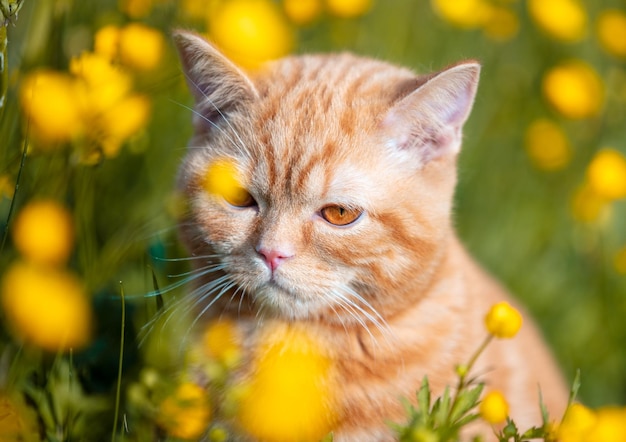 Portrait of a little red kitten on the Ranunculus flowers field Cat enjoying spring