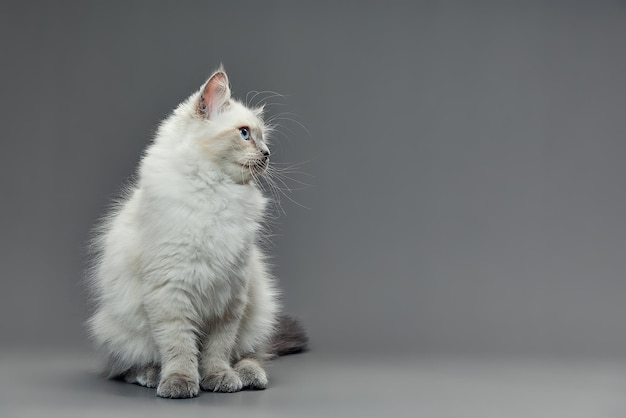 Portrait of a little white kitty on gray background nice little kitten with big eyes copy space