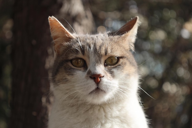 portrait of lonely and beautiful stray cat