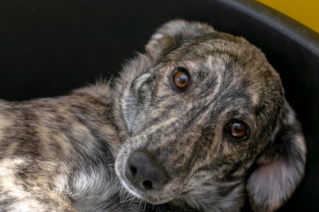 Portrait of a lonely puppy with sad eyes from an animal shelter