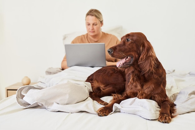 Portrait of long haired dog laying on bed with woman using laptop in background copy space