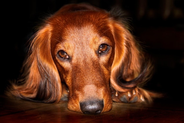 Portrait of a longhaired dachshund in bright red on a dark background