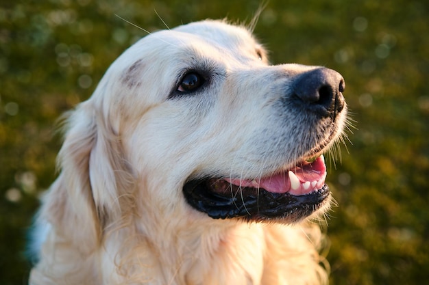 Portrait of a lovely golden retriever dog on a green lawn