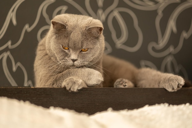 Portrait of lying gray cat with orange eyes