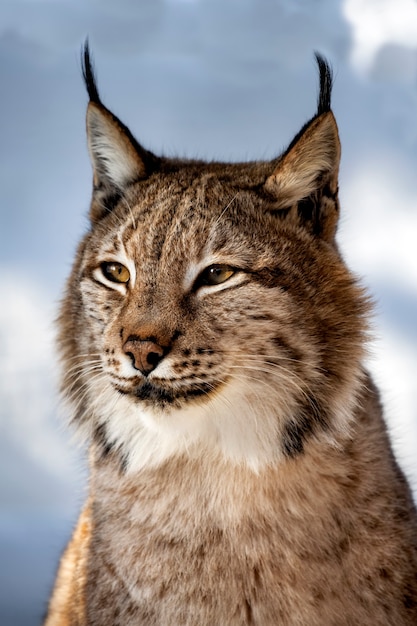 Photo portrait of lynx on a background of snow in the natural environment