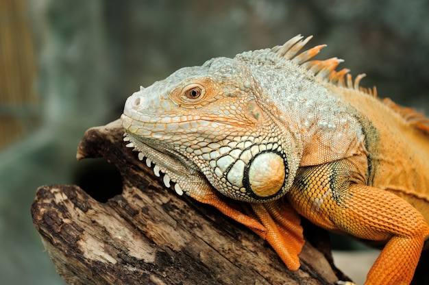 Portrait of macro shot on iguana head