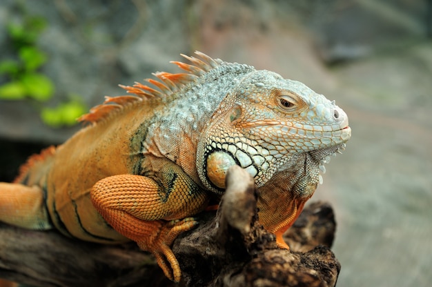 Portrait of macro shot on iguana head