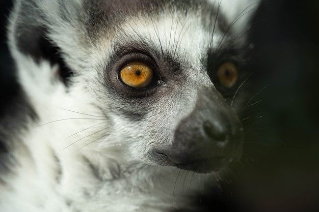 portrait of a Madagascar lemur looking into the distance