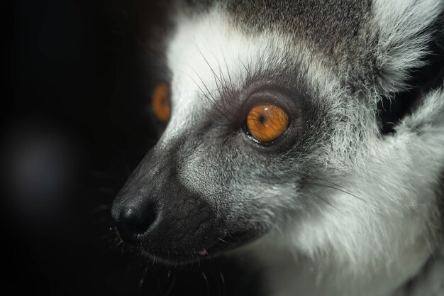 portrait of a Madagascar lemur looking into the distance