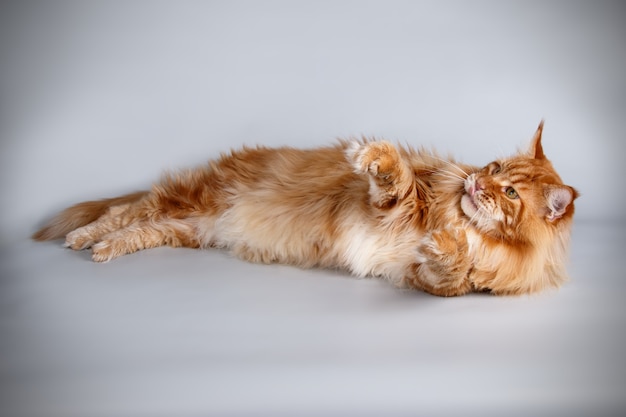 Portrait of a Maine Coon cat on colored wall