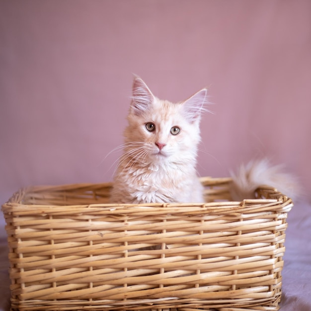 Portrait of a Maine Coon kitten in a basket closeup