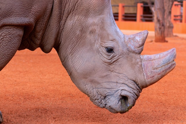 Portrait of a male bull white Rhino grazing in Etosha National park Namibia Wild african animals Close up of a rhino