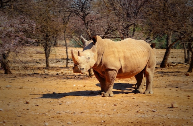 Portrait of a male bull white Rhino grazing in Etosha National park Namibia Wild african animals Close up of a rhino