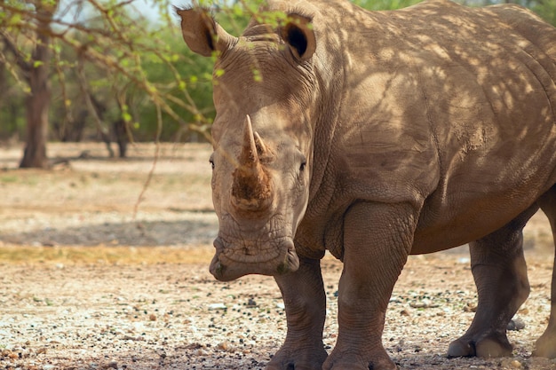 Portrait of a male bull white Rhino grazing in Etosha National park, Namibia. Wild african animals. Close up of a rhino