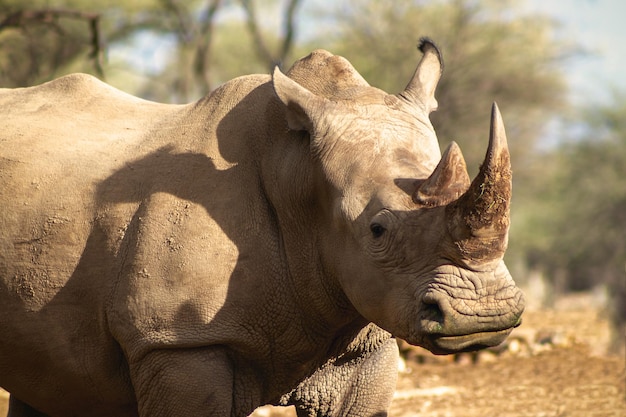 Portrait of a male bull white Rhino grazing in Etosha National park, Namibia. Wild african animals. Close up of a rhino