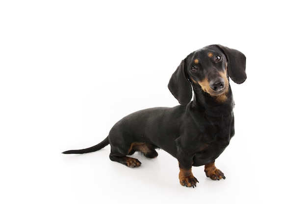 Portrait male dachshund puppy dog looking side Isolated on white background