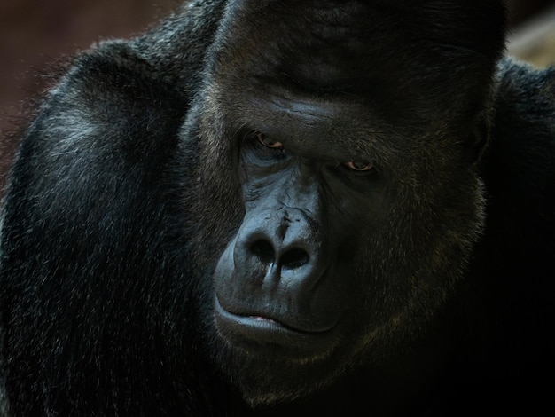 Portrait of male Gorilla Silver backed Male Gorilla