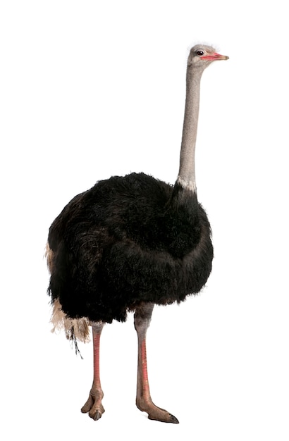 Portrait of male ostrich, Struthio camelus, standingon a white isolated