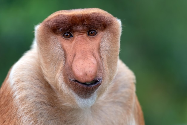 Portrait of Male Proboscis Monkey Nasalis larvatus