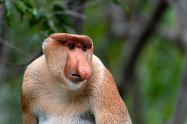 Portrait of Male Proboscis Monkey Nasalis larvatus