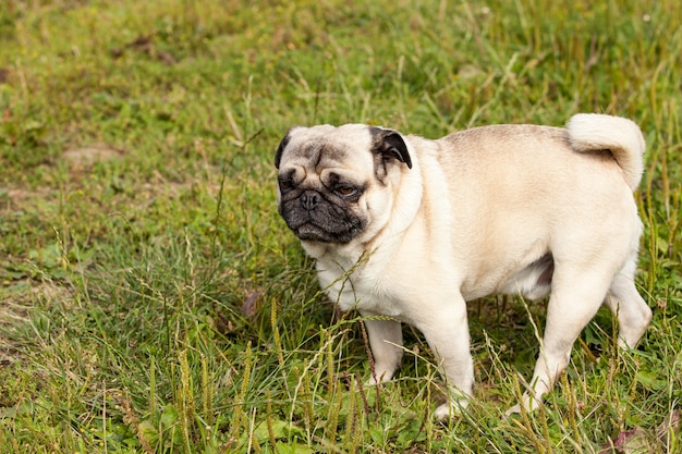 Portrait of a male pug in the grass in summer