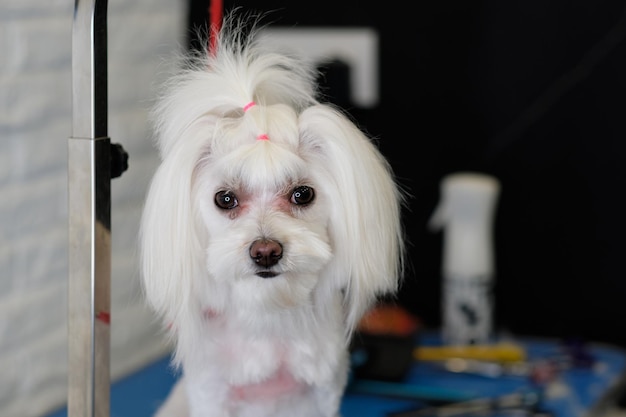 Portrait of a Maltese lapdog after a haircut with a tail of hair on her head closeup