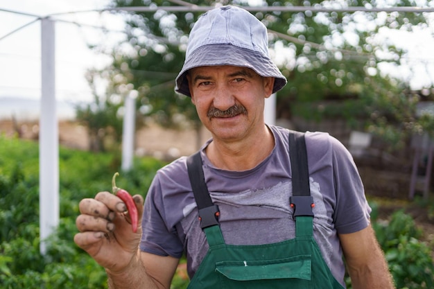 Portrait of mature man hold red chili pepper in his rough hand Proud Caucasian man farmer harvesting vegetables