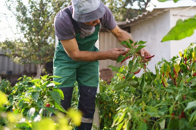 Portrait of mature man picking vegetable from backyard garden Proud Caucasian man farmer harvesting vegetables