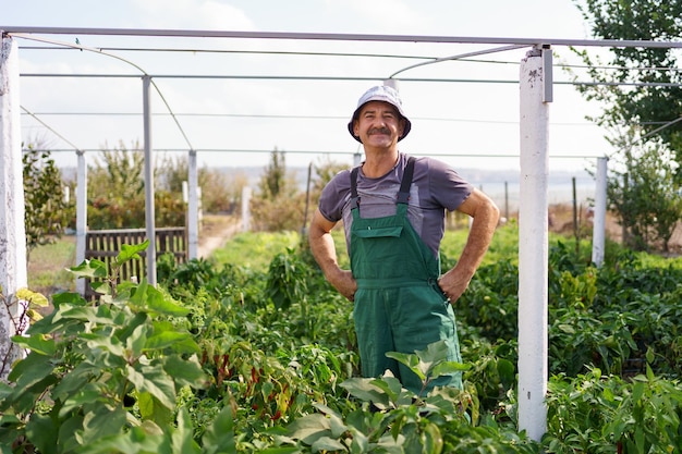 Portrait of mature man picking vegetable from backyard garden Proud Caucasian man farmer harvesting vegetables