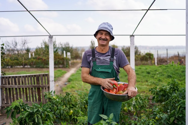 Portrait of mature man picking vegetable from backyard garden Proud Caucasian man farmer harvesting vegetables