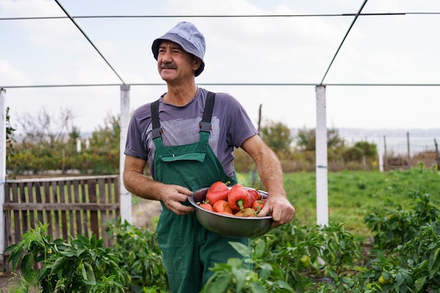 Portrait of mature man picking vegetable from backyard garden Proud Caucasian man farmer harvesting vegetables