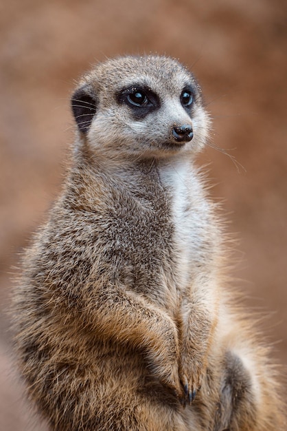 Portrait of a meerkat watching the surroundings