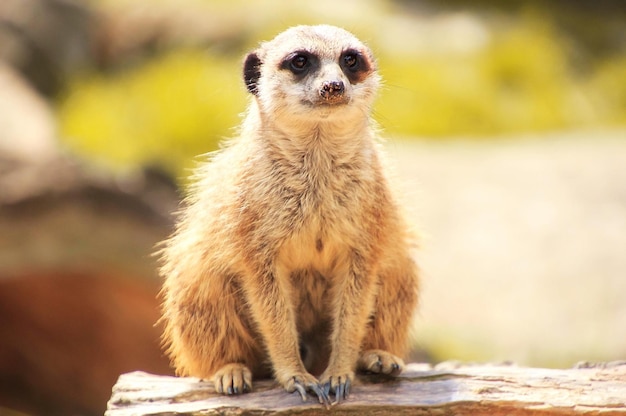 Photo portrait of meerkat