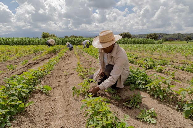 Portrait of a Mexican farmer cultivating amaranth