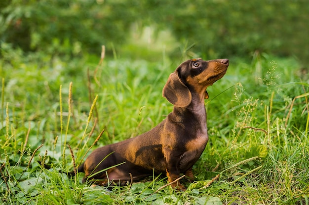 Portrait of a miniature dachshund in the park