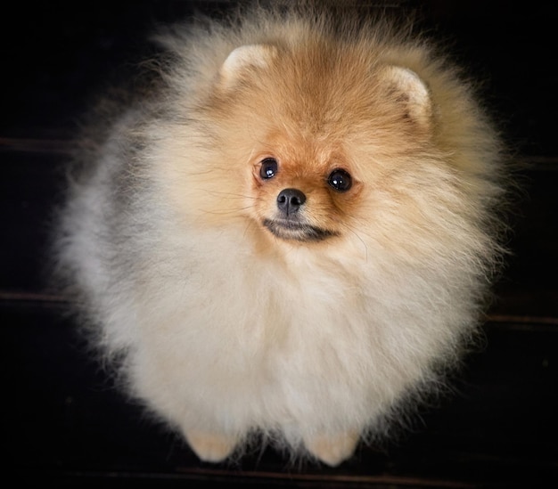 Photo portrait of miniature pomeranian spitz puppy