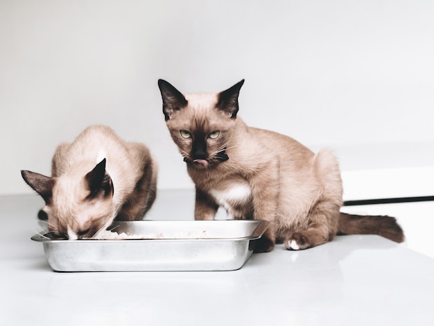 Portrait of a minimal domestic cat looking at the food bowl