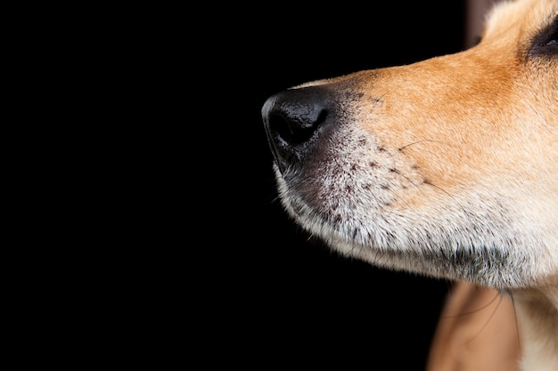 Portrait of mixed breed dog, isolated on black