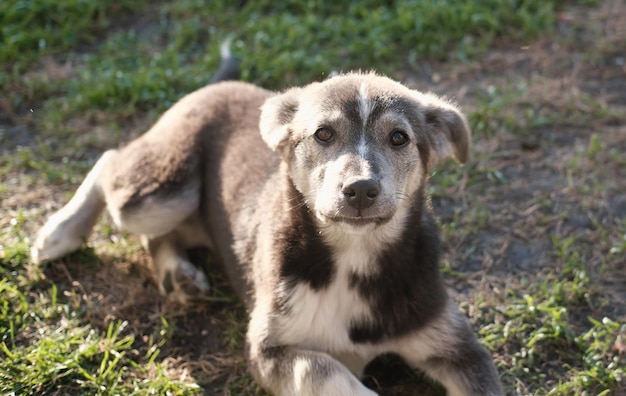 Photo portrait of mixed breed dog on sunny field cute pet during walk puppy looking at camera and lying on a yard grass