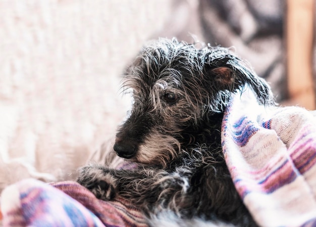 Portrait of mixed breed senior dog with bedlington terrier after bathing with wet fur in towel pet