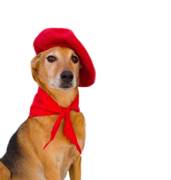 Portrait of mongrel dog with beret and red bandana San Fermin celebration