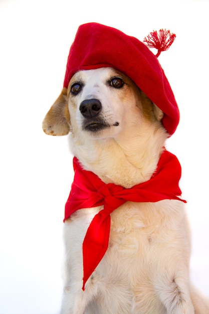 Portrait of mongrel dog with beret and red bandana San Fermin celebration