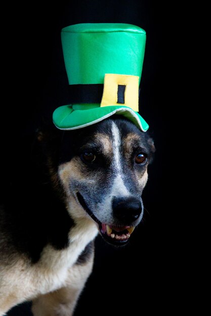 Portrait of a mongrel dog with st patricks day hat