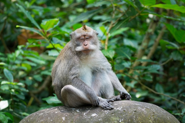 Portrait of Monkey relax sit on the rock